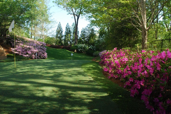 Jacksonville backyard putting green grass with flags and pink flowers